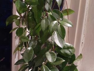 Драцена Хойя Монстера Кливия Гибискус Сансевьера