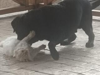 Лабрадор для вязки