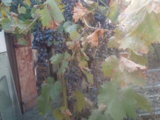 Соберите себе виноград