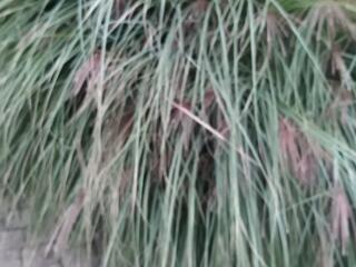 Мискантус китайский, камыш декоративный.