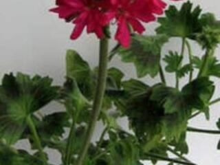 Звёздчатая зональная пеларгония 9 сортов с доставкой.