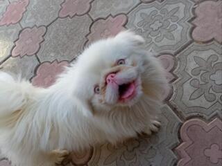 Вязка! Пекинес-альбинос