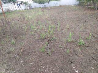 Продам ухоженный участок. Высажен сад, чистый огород, есть небольшой .