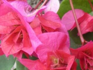 Бугенвиллия 27 сортов. Доставим бесплатно.