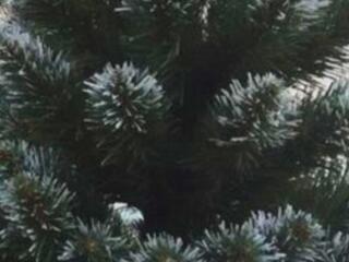 Ёлка 220 см под натуральную заснеженную!