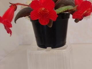 Колерия розовая и красная с доставкой.