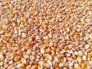 Продам зерно кукурузы урожай 2023