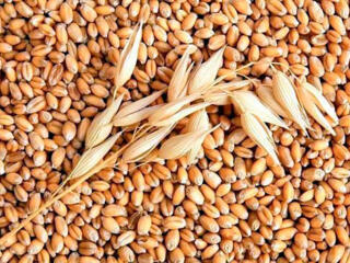Срочно продам кукурузу, ячмень, пшеницу по 2,2 р.