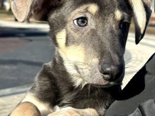 В добрые руки - мальчик