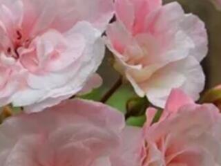 Эксклюзивные сорта пеларгонии. Доставим.