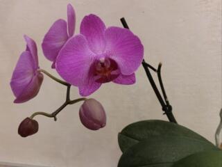 Продам орхидеи, денежное дерево