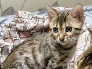 Продаются Бенгальские котята!