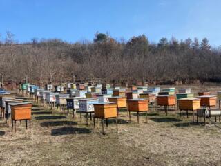 Продается пасека или семьи пчёл