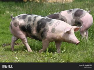 Продам 2-х мясных свиней пьетрен живым весом, тушами около 130-150 кг.
