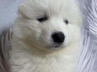 Щенок Самоеда