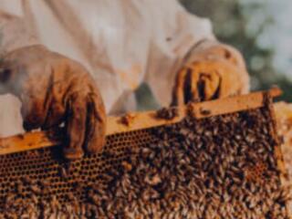 Куплю отводки или семьи пчел, можно с ульями