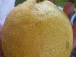 Комнатный лимон плоды до 500 г Доставим