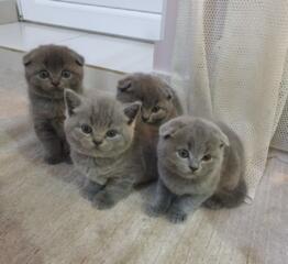 Готовятся к продаже британцы.