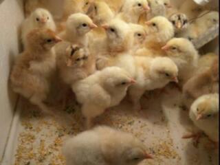 Продам 10-ти дневных цыплят, мясо-яичная порода Брама