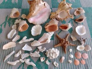 Продам коллекцию морских раковин, молюсков и кораллов из разных морей