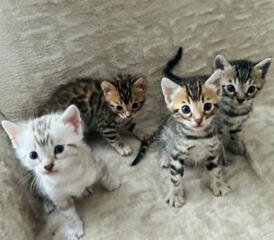 Элитные бенгальские золотые котята / Golden bengal kittens