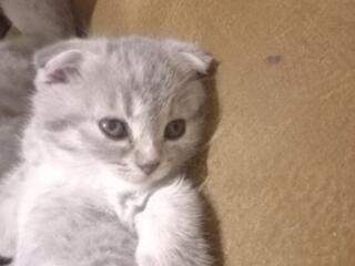 Шотландская вислоухая