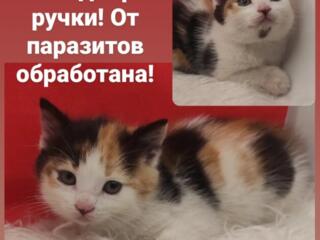 Котята 1.5 мес.! Кошечки и котики стерилизованные 8- 10 месяцев в дар!