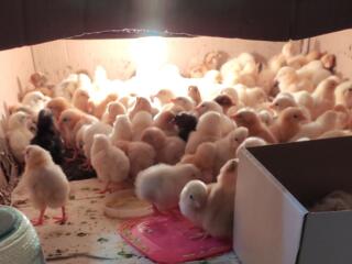 Цыплята 2-недельные сейчас и суточные на 18.05.24г. от домашних кур
