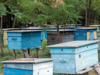 Продам улья с пчелами
