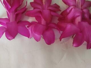 Шлюмбергеры 8 сортов с доставкой