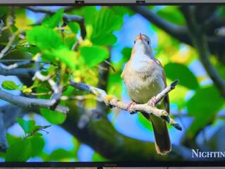 Panasonic 40" 4К смарт тв