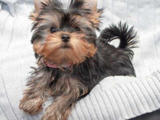 Продаются породистые клубные щенки мини Йоркширский терьер.