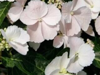 Сбежавшая невеста, Крылья Ангела+40 сортов гортензии. Доставим.