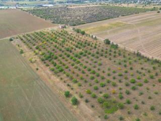 Teren agricol 4,87 ha Orhei, com. Pelivan