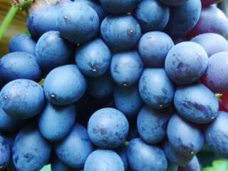 Виноград Молдова