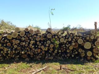 Продам дрова акации, ясеня и черешни