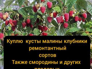 Куплю плодовые кусты малины, клубники, смородины