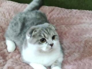 Чистокровный шотландский котёнок Scottish fold. Шоу класса!!! Passport