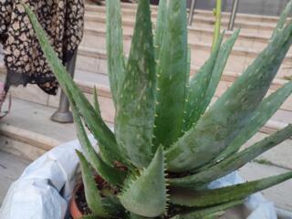 Продам алоэ Вера
