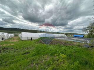 De vânzare afacere activă în domeniul agriculturii