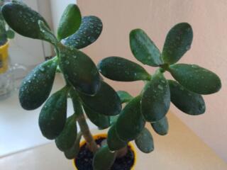 Денежные деревья и сансевиерия