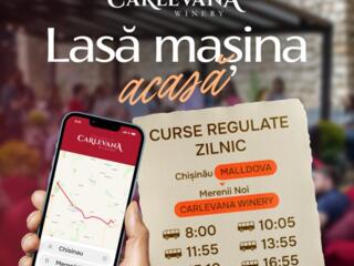 Vinaria Carlevana Winery angajează muncitori + oferire trai + hrana