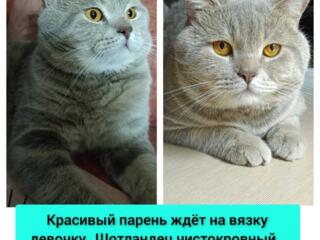 Вязка Шотландец кот, ждёт девочку