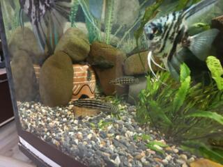 СРОЧНО! Аквариум 220л, рыбы в подарок.