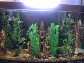 Рыбки-елоу..