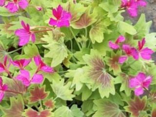 Звёздчатая зональная пеларгония 16 сортов с доставкой.