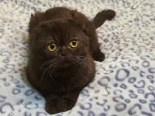 Молодой чистокровный шотландский котик Scottish fold!