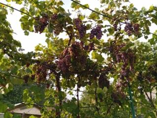 Продается хороший дом на Протягайловке! ТОРГ!!!