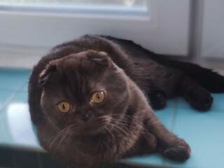 Недорого!! Молодой чистокровный шотландский котик Scottish fold!