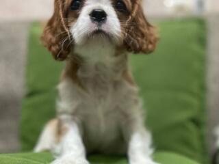 Cavalier King Charles Spaniel